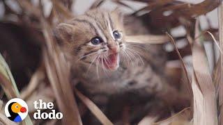 This Perfect Creature Is The World's Smallest Wild Kitten | The Dodo Little But Fierce