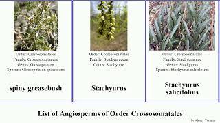 List of Angiosperms of Order Crossosomatales bladdernut stachyurus ragged japonica spiny chinensis