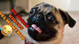 Animales Momentos más Divertidos del Año  Videos de Risa de Mascotas