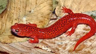 Тайна огненной саламандры Кремниевая ящерица Сердоликовая огненная саламандра.