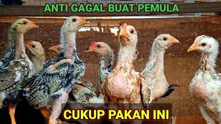 WAJIB DI TIRU. Kalau Ingin Sehat anak ayam anda