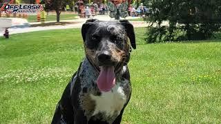 Marbles | 1 year Catahoula Leopard Dog | One Week Board and Train | HOF City, OH Dog Trainer