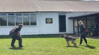 German shepherd Archie 6 months old handler Defence