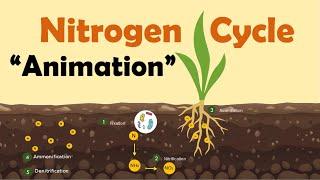 NITROGEN CYCLE | Biology Animation