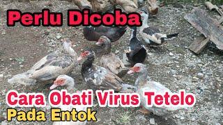 Cara Mengobati Virus Tetelo pada Entok