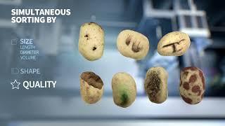 Newtec Optical Grading of Potatoes by Quality, Size and Shape