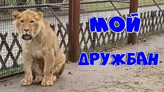 ШЕРХАН -  мой дружбан!   /  Новости про Шерхана от сотрудника зоопарка.(1 выпуск)