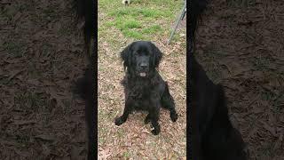 Telling our Newfoundland a joke No. 8!! #funny #jokes #newfoundlanddog #ruby