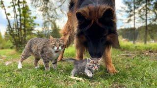 German Shepherd Watches Over Tiny Kittens As They Make Their First Steps
