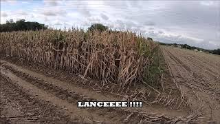 Chasse aux sangliers une scène de folie !!!!