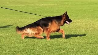 German Shepherd(Dogs) | German Shepherd Training |GSD in Pakistan