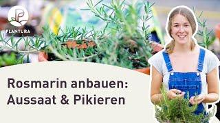 Rosmarin anpflanzen: Aussaat & pikieren (Anleitung)