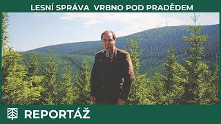 Lesní správa Vrbno pod Pradědem: Smrk je v horách doma