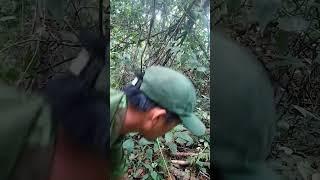 video short yos hav zoov tuav zia cuab noog #animal #hunting #yoshavzoov #huntingbus #เดินป่า