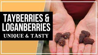 Delicious & Unique Berries | Tayberries & Loganberries