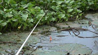 Mancing sekali ngumpan dimakan terus #SG-380