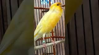 burung kenari gacor panjang #canarysinging #canary #canario #birdsinging #kenarigacor #burungkicau