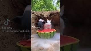 #pig #rabbit #eating #melon #shortvideo