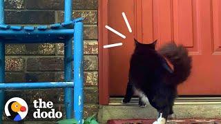 This Stray Cat Ask To Be Let Inside To Keep Her Kittens Safe | The Dodo