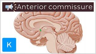 Anterior commissure | Anatomical Terms Pronunciation by Kenhub