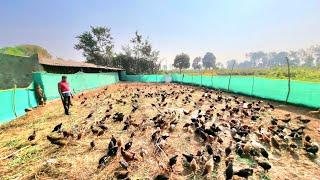 Free Range Desi Poultry l investment to Marketing l