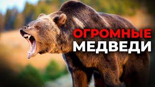 Самые большие медведи! Топ 10.