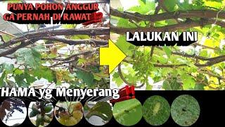 MEMULIHKAN POHON ANGGUR YANG RUSAK 》Perawatan anggur sampai berbuah #anggurimport