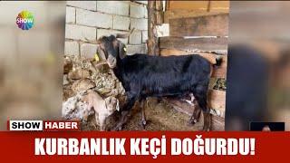 Kurbanlık keçi doğurdu!