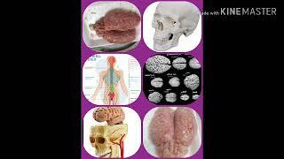 الجهاز العصبي المخ ومكوناته grade 6 human nervous system brain and its parts