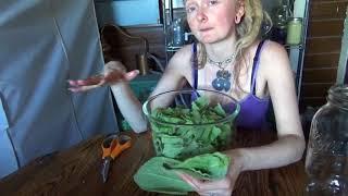How to make a Mullein leaf tincture!