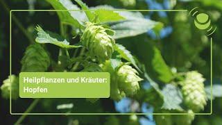 Hopfen – Alles, was du über seine Wirkung wissen solltest.