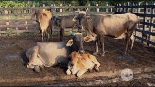 Aprenda cómo enfrentar los largos veranos y las sequías con sus animales - La Finca de Hoy