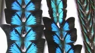 Butterflies: Nature's Miracles (DVD/Blue-Ray Movie) Part 5/5 V12088e