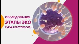  Процедура ЭКО: обследования, этапы и схемы протоколов. Этапы ЭКО подробно. 18+