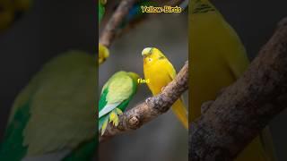 Amazing yellow birds #birds #nature #birdsview #birdslover #forestlovers #viral