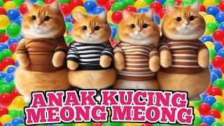 KUCING OYEN GEMBUL , LUCU BANGETTT !!!