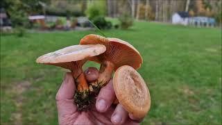 Home Picked Fresh Mushroom Breakfast