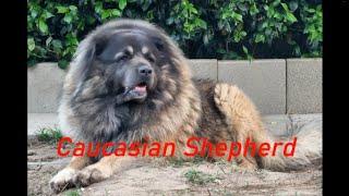 If you  thinking about getting a Caucasian shepherd Watch this first. Caucasian shepherd explained