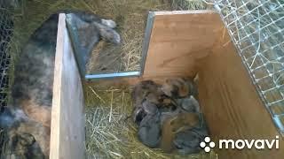 Keeping rabbits indoors. Ventilation.