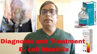 E. coli Mastitis ! Septic Shock ! Toxemia ! सही Treatment कैसे करें ?