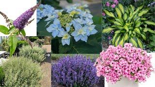  Meet the Plants of the Year 