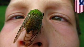 'Trillions' of cicada set to swarm northeastern US after 17 years underground - TomoNews