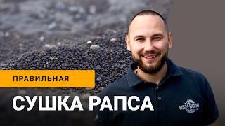 Все о сушке рапса: особенности, правила, технология