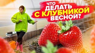 ВСЕ о КЛУБНИКЕ ВЕСНОЙ: подкормки, обработка от вредителей, спасение замерзших растений