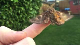 Emperor Moth Flying