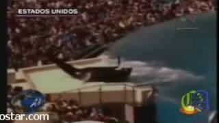 Orca Mato a su Entrenadora en Sea World Orlando
