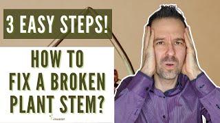 How to Fix a Broken Plant Stem (In 3 Easy Steps!)