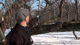 Pruning an Old Apple Tree