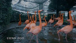 Japan, Tokyo walking tour | Ueno Zoo after rain [4K]