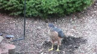 Coopers Hawk Hunting Near Bird Feeder